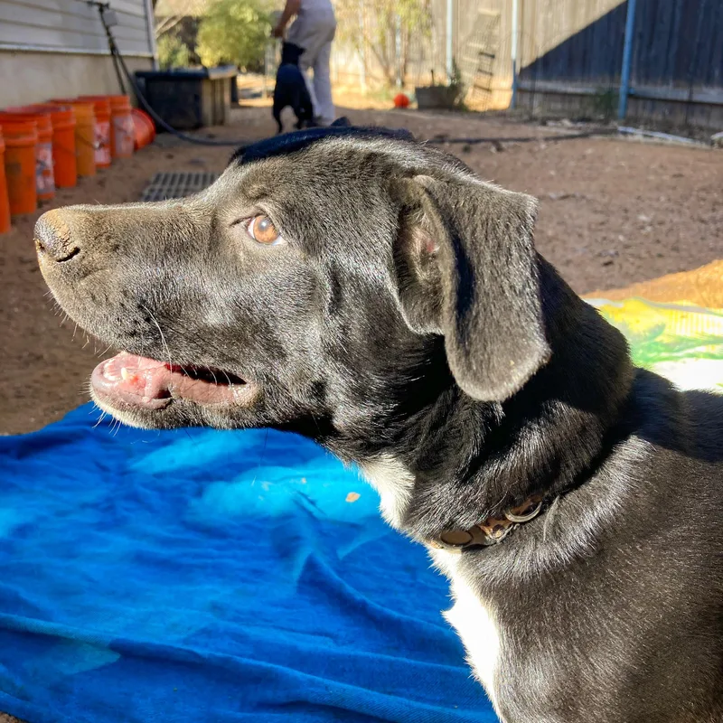 Laurette thumbnail 5