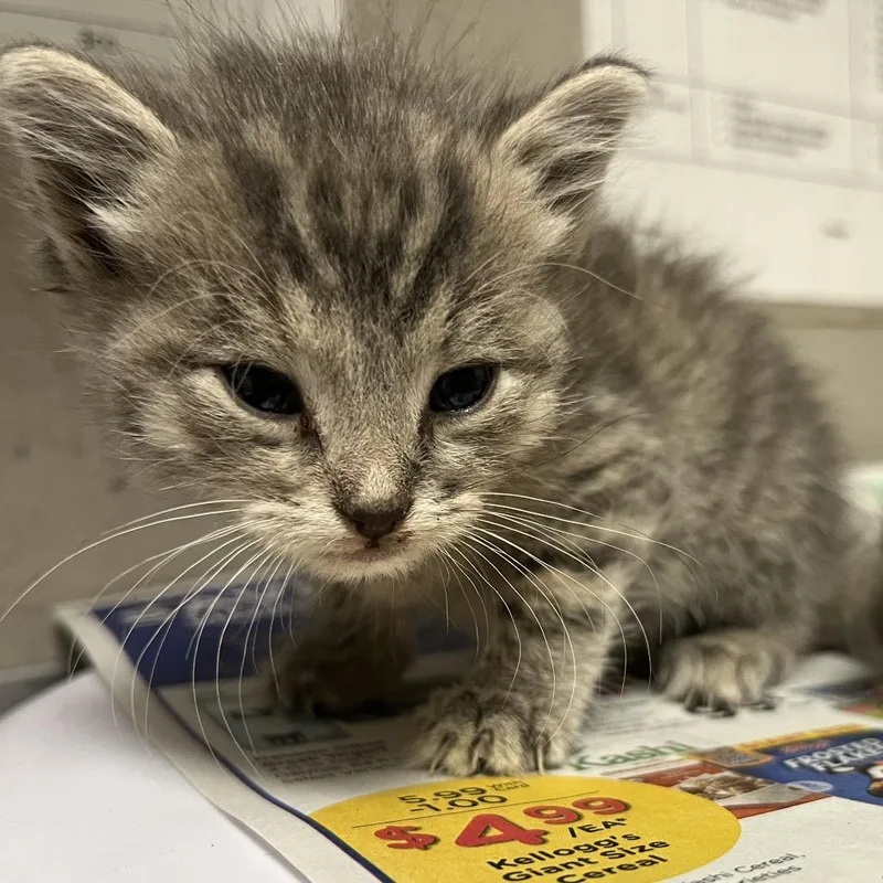 A baby small-sized female Gray / Blue / Silver Domestic Medium Hair cat named Lisa for adoption in Yuma, AZ
