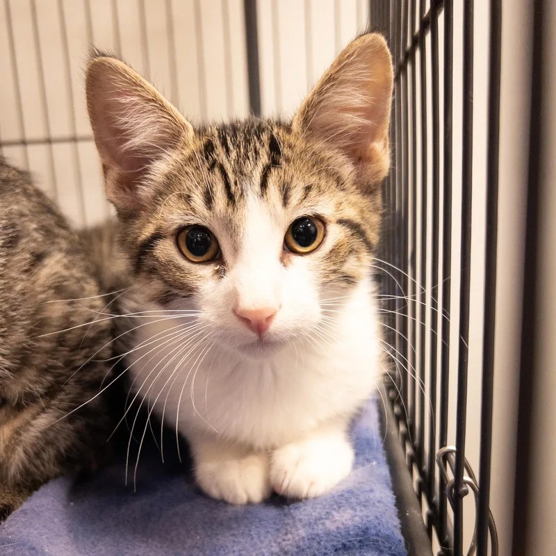 A baby medium-sized male Tabby (Brown / Chocolate) Domestic Short Hair cat named Amby for adoption in Overland Park, KS