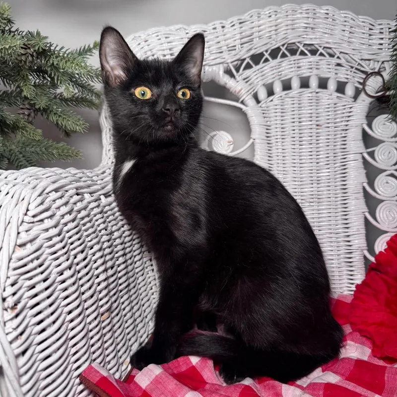 Mcdahlia thumbnail 2