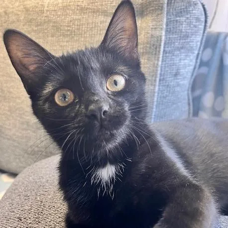 Mcdahlia thumbnail 3