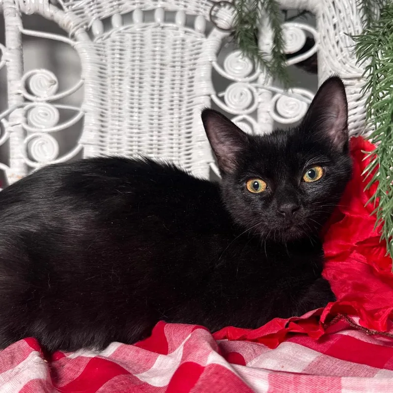 Mcdahlia thumbnail 4