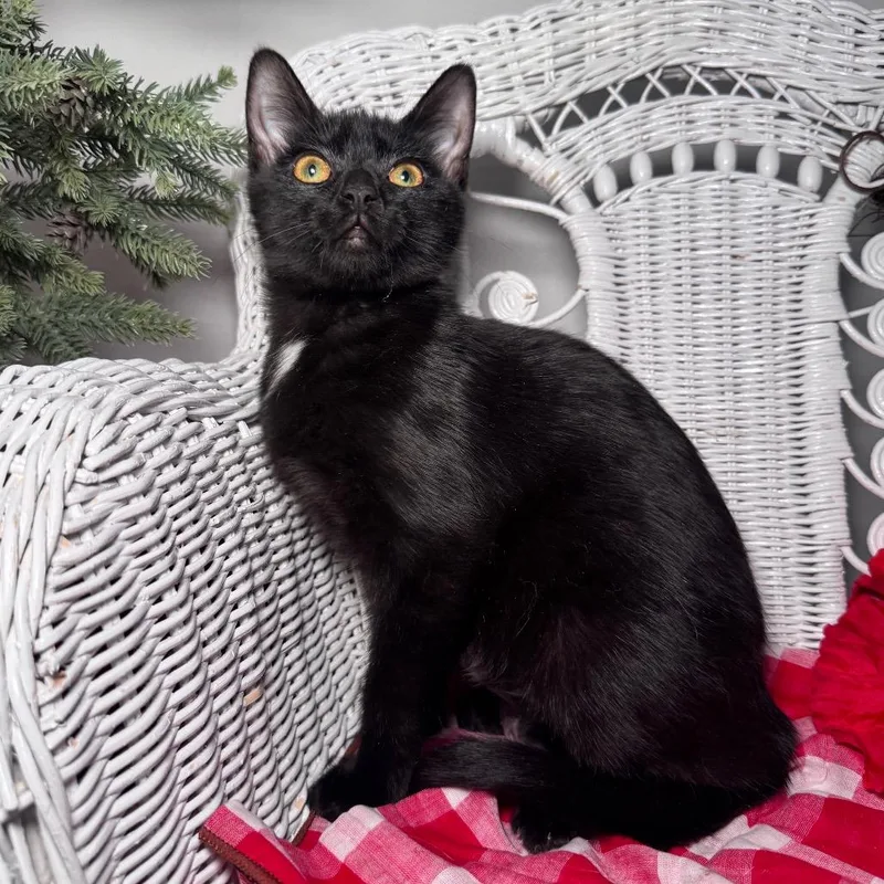 Mcdahlia thumbnail 5