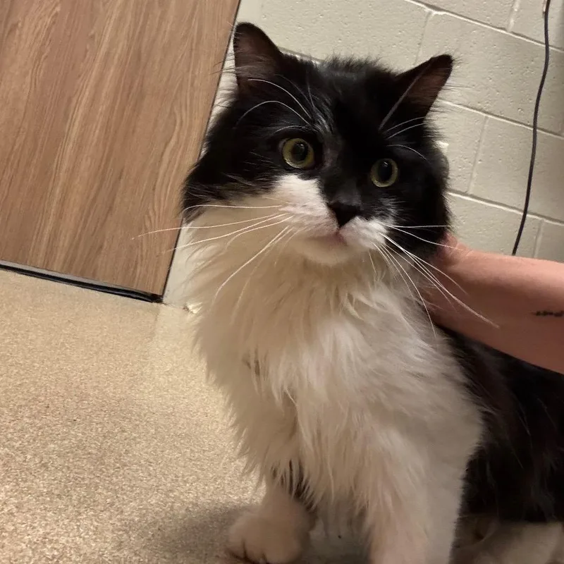 An adult medium-sized male Black Domestic Long Hair cat named Bruce Wayne for adoption in Bristol, IN