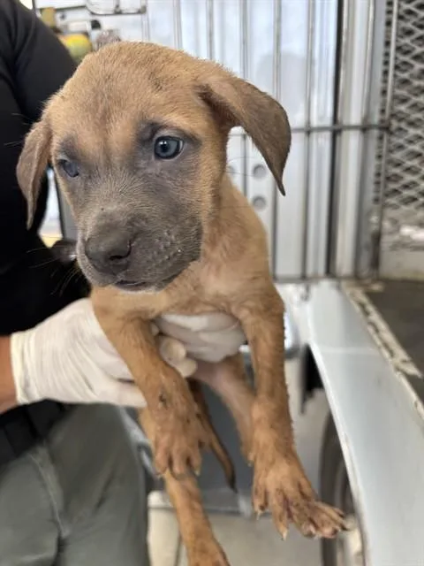 A baby small-sized female Pit Bull Terrier dog named Jubilee for adoption in Bakersfield, CA