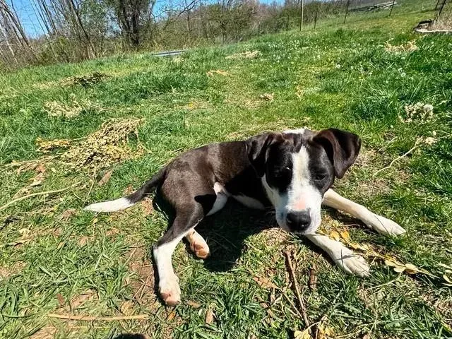 Benelli