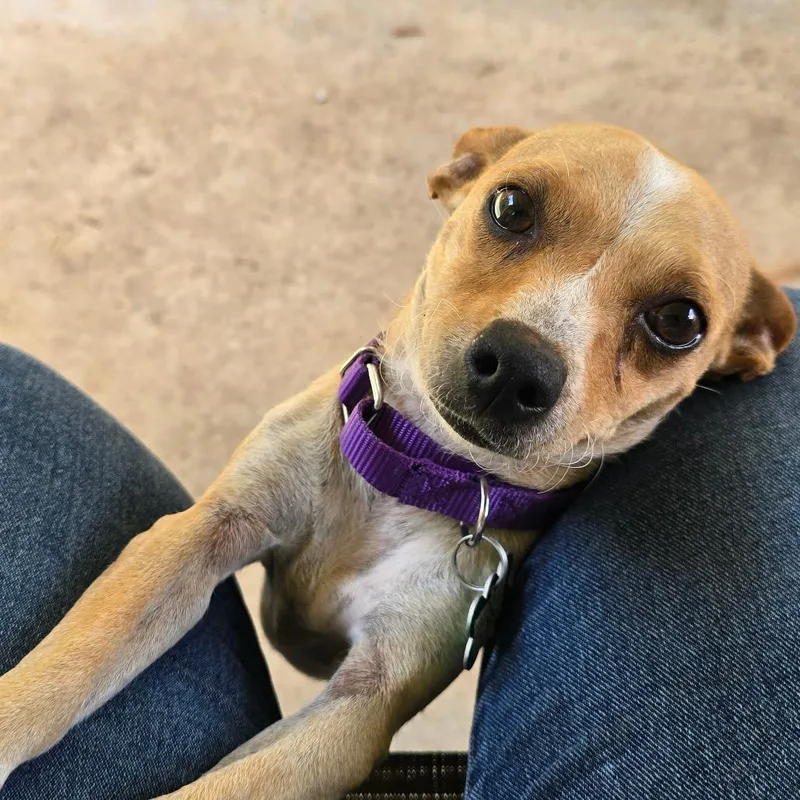 An adult small-sized female White / Cream Chihuahua dog named Splash for adoption in Boerne, TX