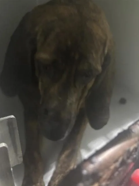 An adult large-sized female Bloodhound dog named Delta for adoption in Houston, TX