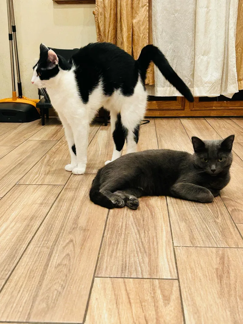 Pogo And Adoree thumbnail 2