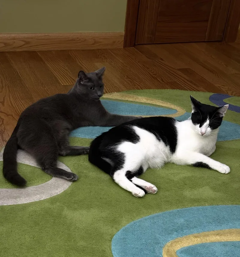 Pogo And Adoree thumbnail 4