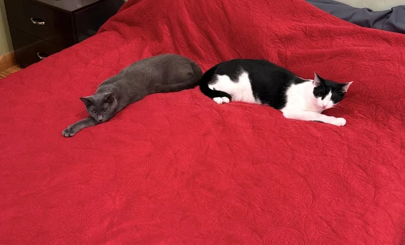 Pogo And Adoree thumbnail 5