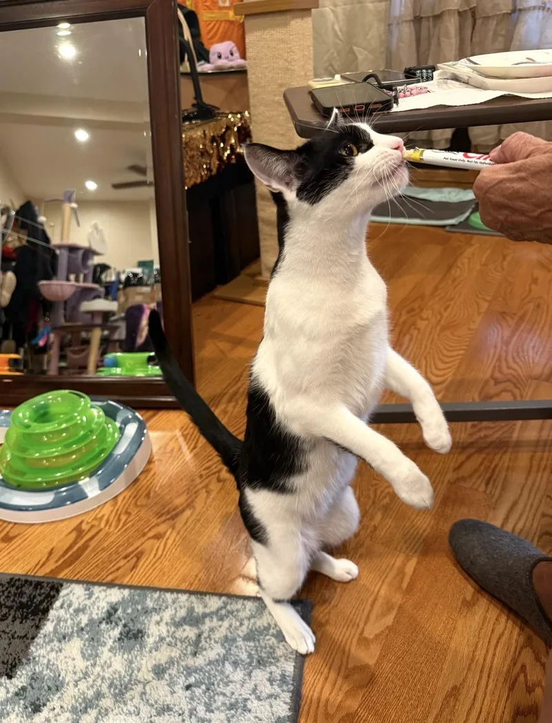 Pogo And Adoree thumbnail 6