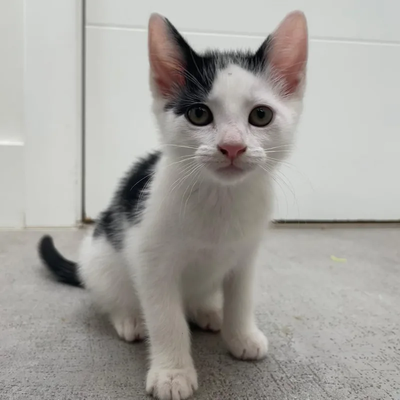 A baby small-sized female Gray / Blue / Silver Domestic Short Hair cat named Enoki for adoption in Sunnyvale, CA
