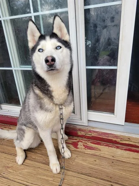 A young medium-sized female Siberian Husky dog named Nellie for adoption in Canfield, OH
