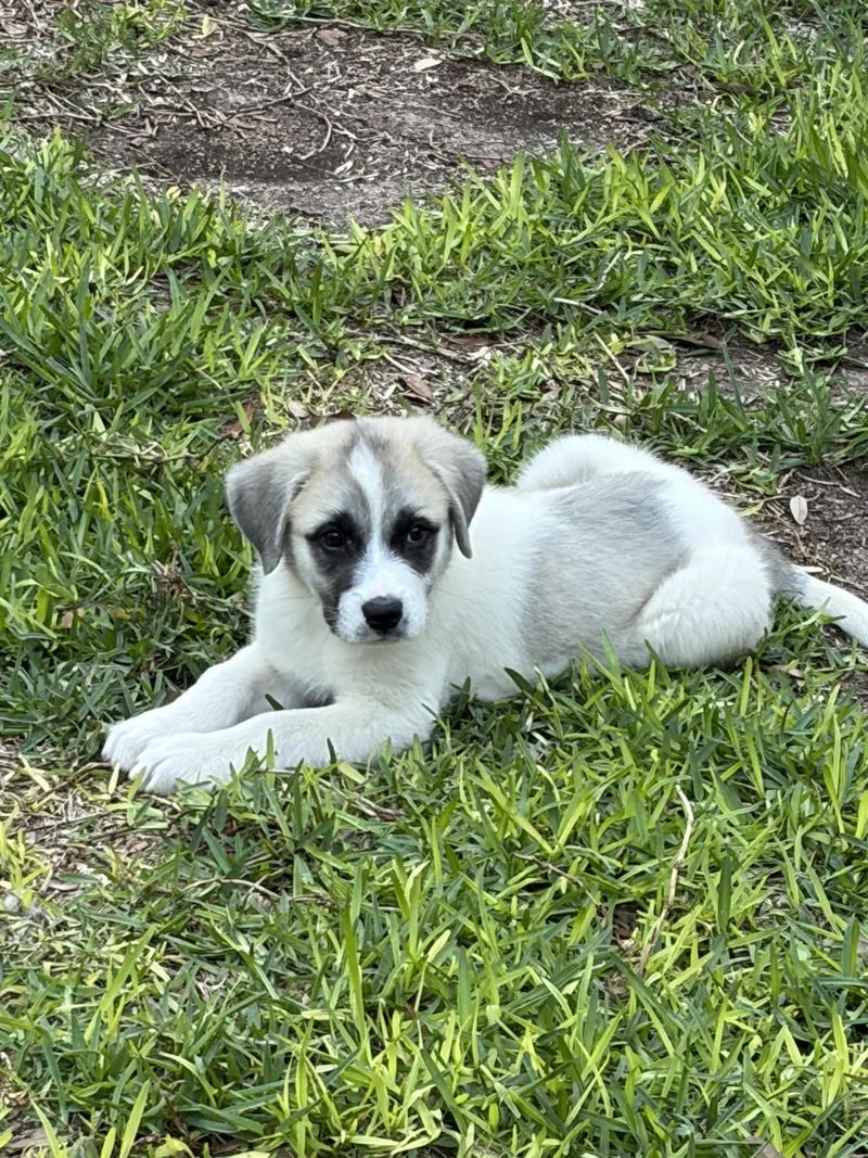 A baby large-sized male Great Pyrenees dog named Brutus Atx for adoption in Quinlan, TX
