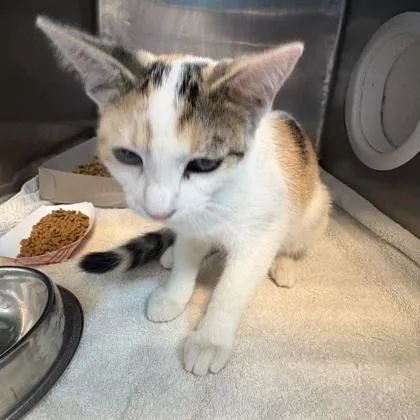 A baby small-sized female Black Domestic Short Hair cat named New Orleans for adoption in El Paso, TX