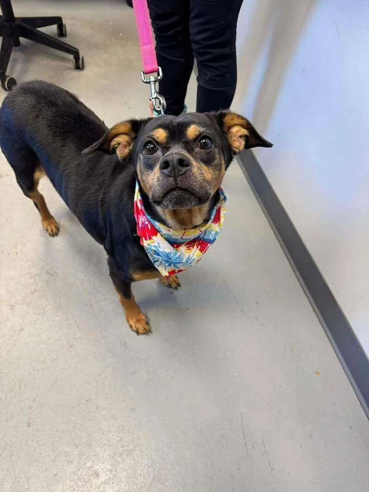 Snickers thumbnail 2