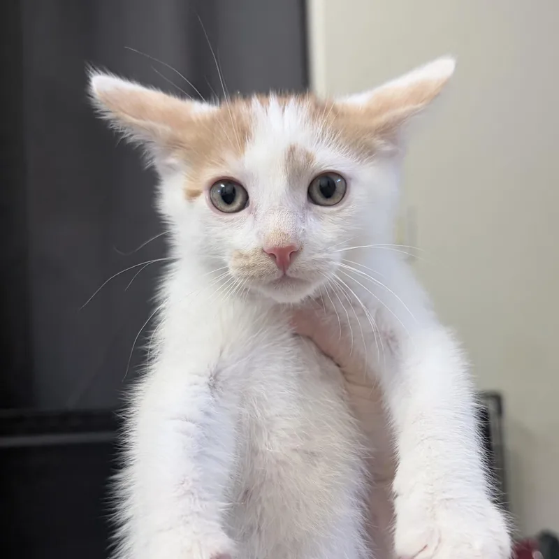A baby medium-sized male Orange & White Domestic Short Hair cat named Basil for adoption in Chandler, AZ