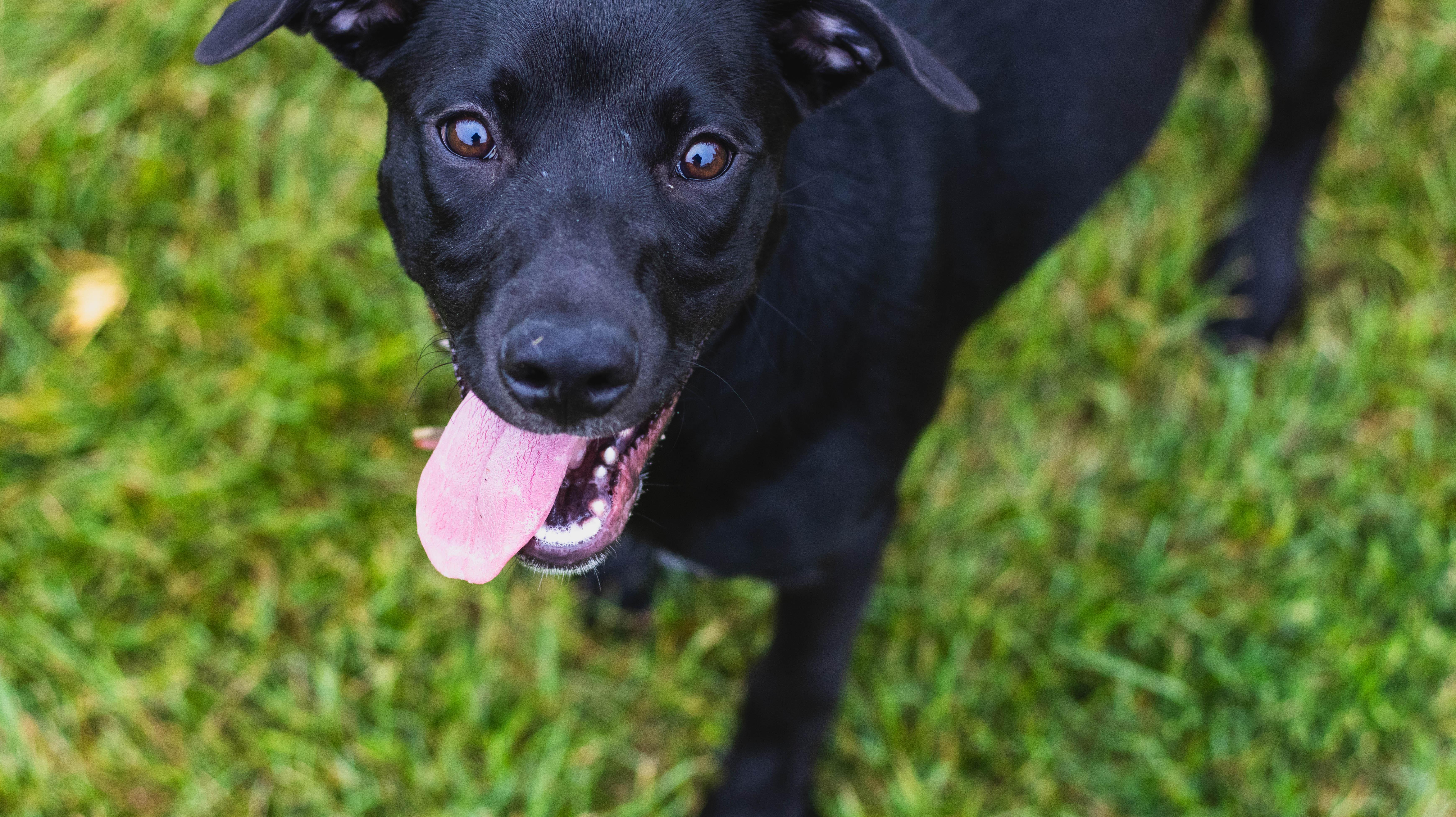 A baby medium-sized female Black Labrador Retriever dog named Peach for adoption in Valley City, ND