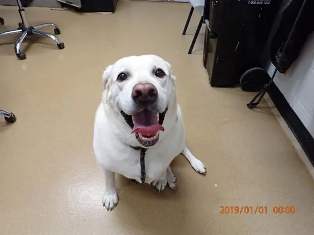 An adult extra large-sized male Labrador Retriever dog named Kai for adoption in Saint Peters, MO