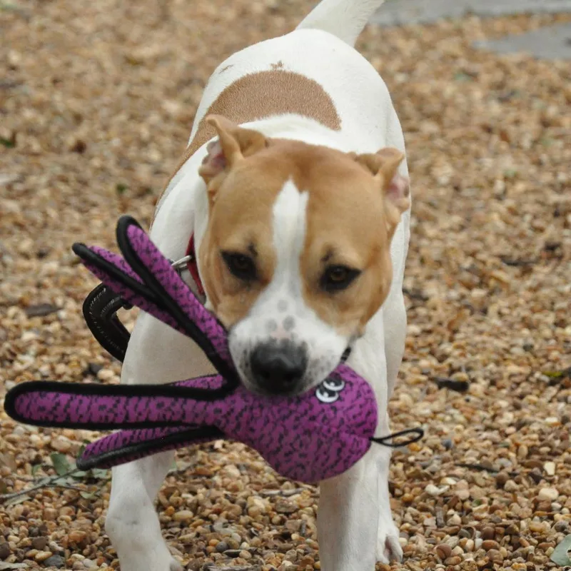 An adult medium-sized female Apricot / Beige Mixed Breed dog named Mazy for adoption in Sarasota, FL
