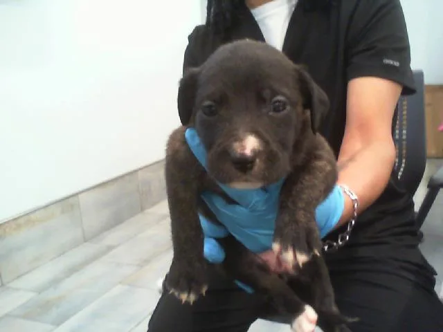 A baby small-sized female Mixed Breed dog named Cynthia for adoption in Charlotte, NC