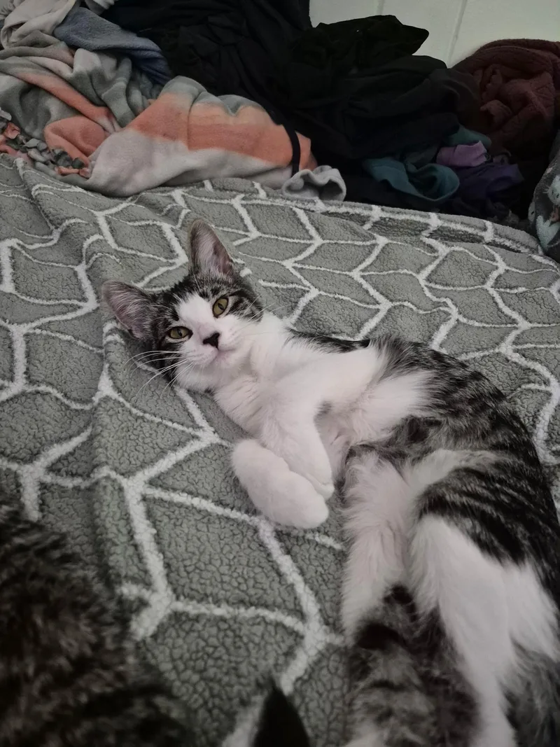 A young medium-sized female Tabby (Brown / Chocolate) Domestic Short Hair cat named Mistletoe for adoption in St. Charles, IL