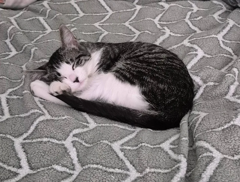 Mistletoe thumbnail 3