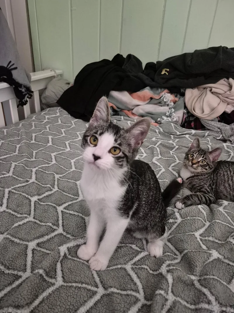 Mistletoe thumbnail 5