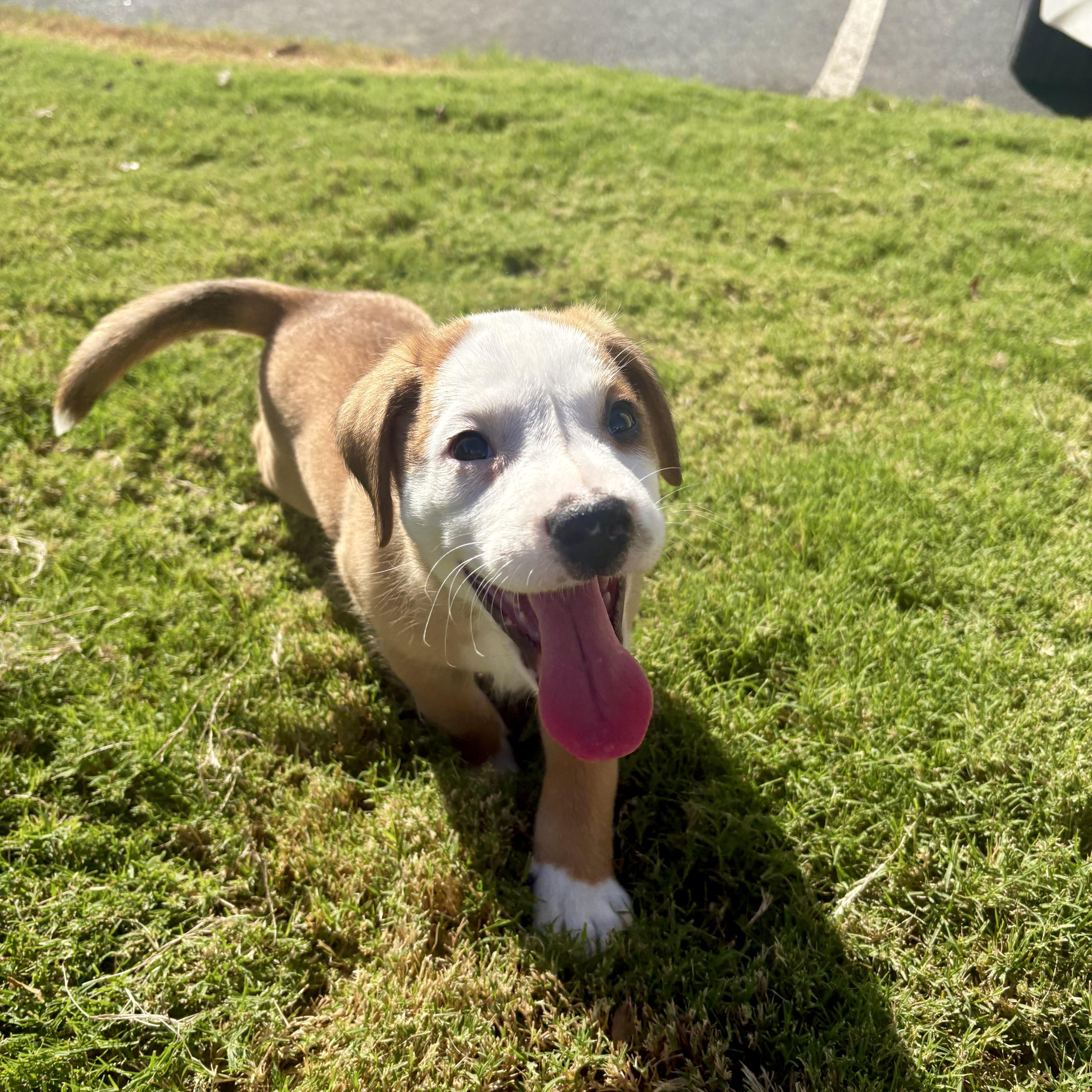 A baby medium-sized male Pit Bull Terrier dog named Brew for adoption in Charlotte, NC