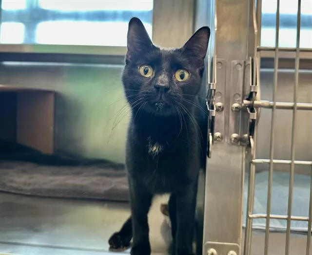 A young medium-sized female Domestic Short Hair cat named Humphrey Purrgart for adoption in Boston, MA