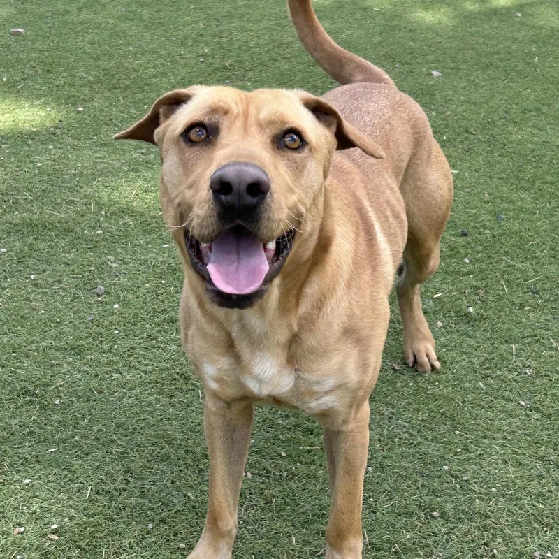 An adult medium-sized male Yellow / Tan / Blond / Fawn Mixed Breed dog named Magnum for adoption in Flagstaff, AZ