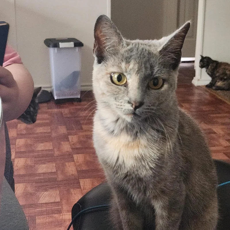An adult medium-sized female Dilute Tortoiseshell Domestic Short Hair cat named Ayana for adoption in Mount Pleasant, TX