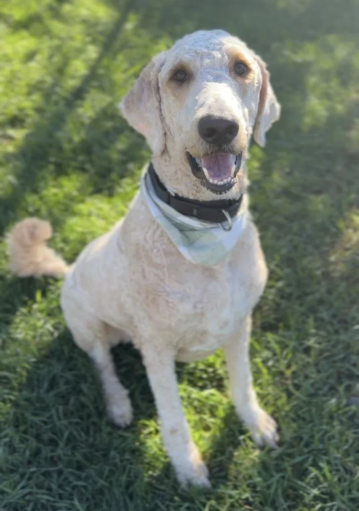 An adult large-sized male White / Cream Goldendoodle dog named Murphy for adoption in Bemidji, MN