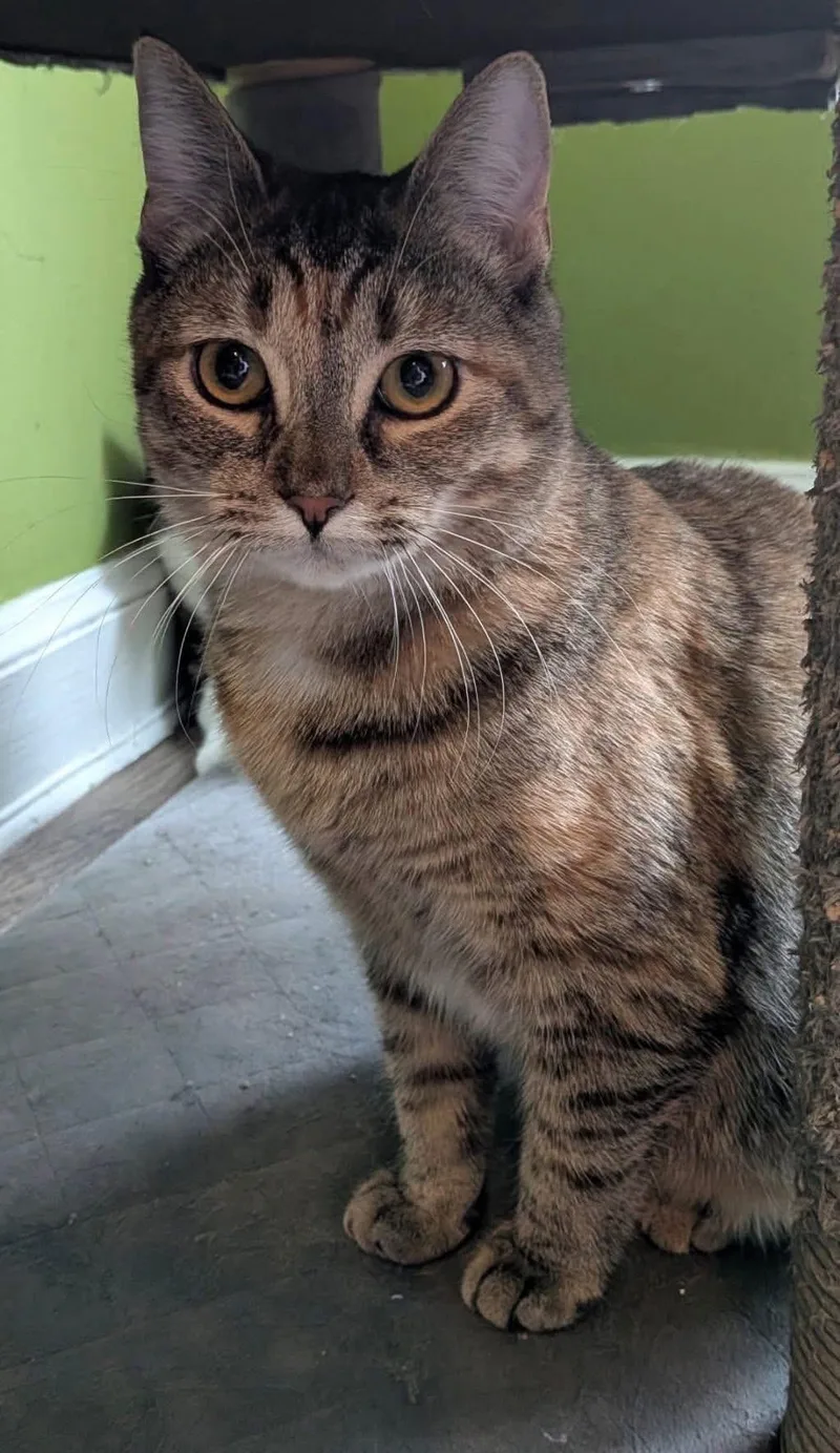 An adult medium-sized female Tabby (Brown / Chocolate) Domestic Short Hair cat named Mickey for adoption in Staten Island, NY