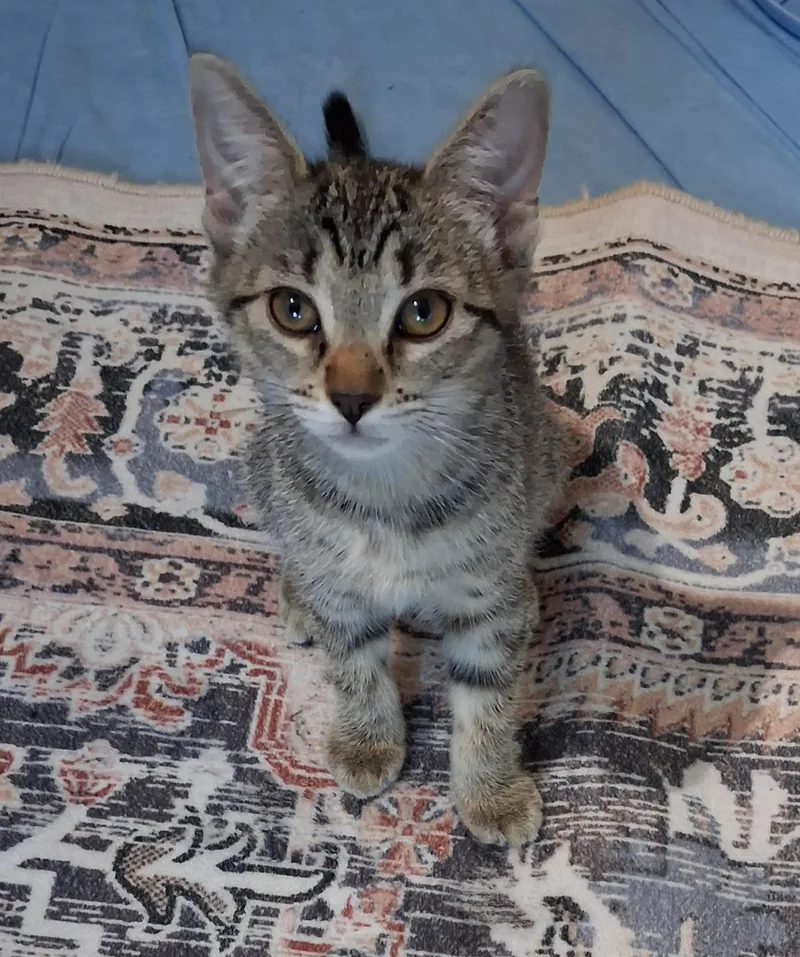 A baby medium-sized female Brown / Chocolate Domestic Short Hair cat named Rosie Moon for adoption in Chandler, AZ
