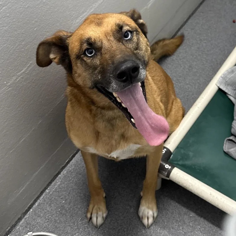 An adult large-sized female Yellow / Tan / Blond / Fawn Black Mouth Cur dog named Maze for adoption in Evansville, IN