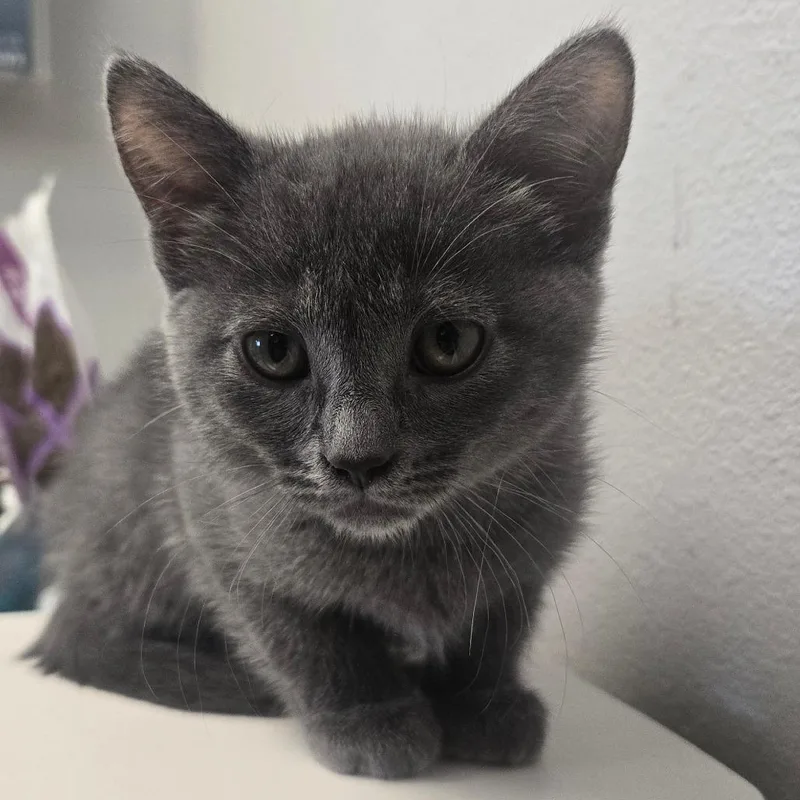 A baby small-sized female Gray / Blue / Silver Domestic Short Hair cat named Muffin for adoption in San Jacinto, CA