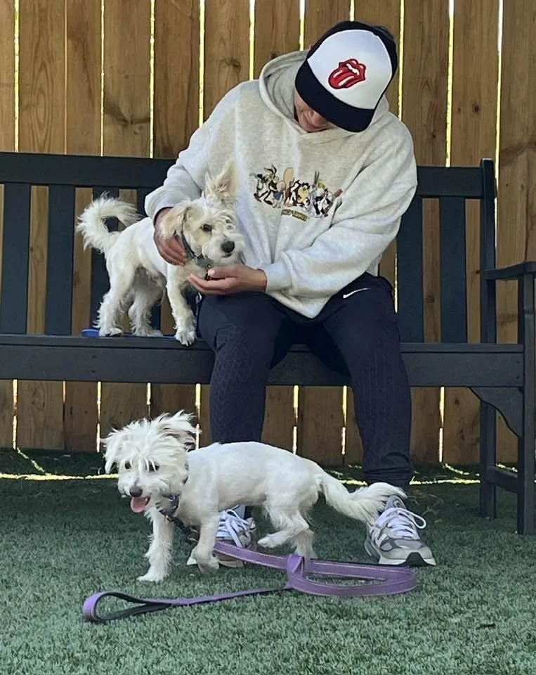 A young small-sized female White / Cream Maltese dog named Cardi B for adoption in Breinigsville, PA