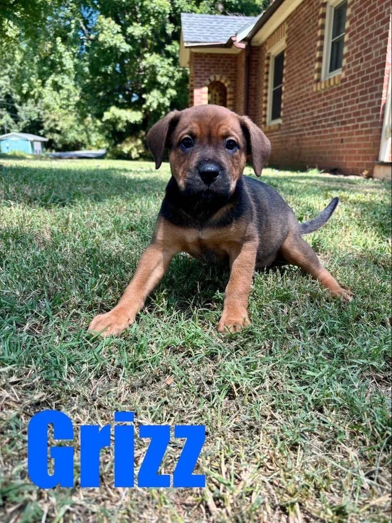 GrizzWesley
