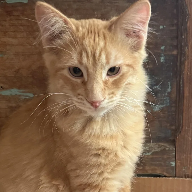 A baby small-sized male Domestic Medium Hair cat named Redford for adoption in Santa Fe, NM