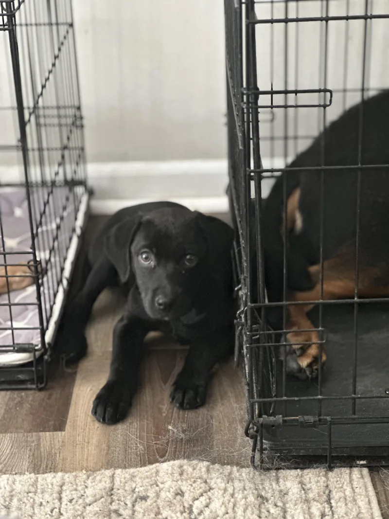 Tiabeanie thumbnail 2