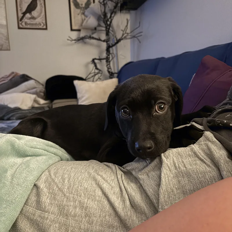 Tiabeanie thumbnail 3