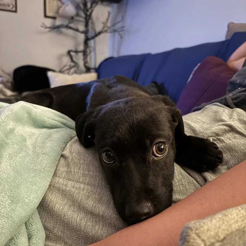 Tiabeanie thumbnail 4