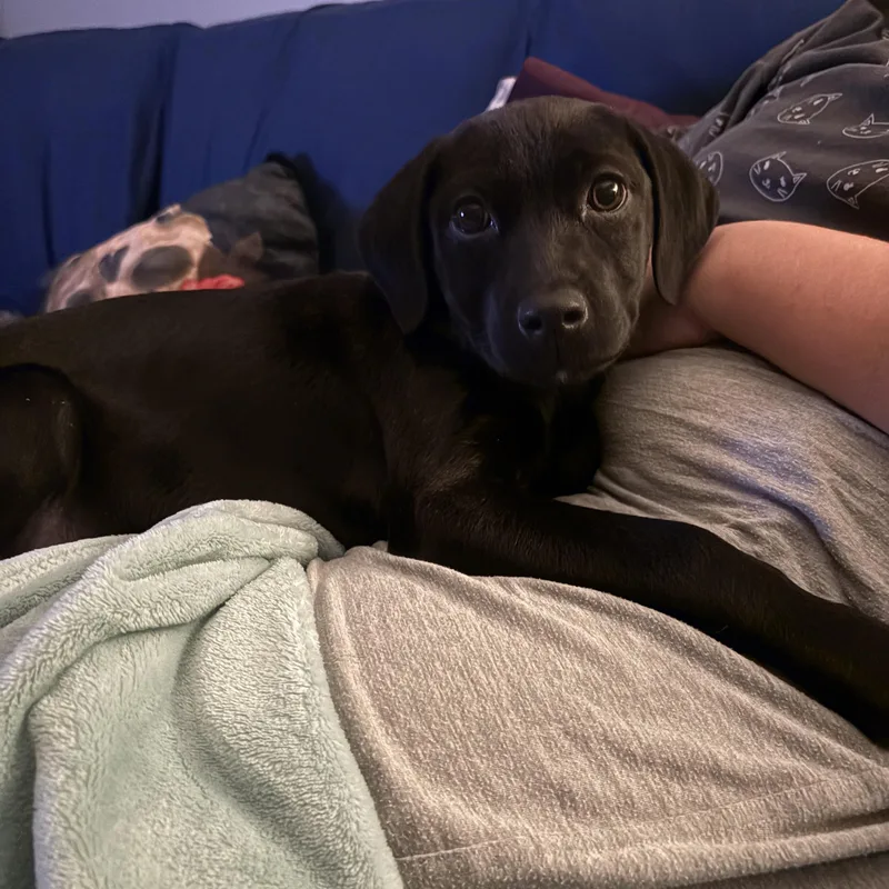 A baby large-sized female Black Labrador Retriever dog named Tiabeanie for adoption in Silver Spring, MD
