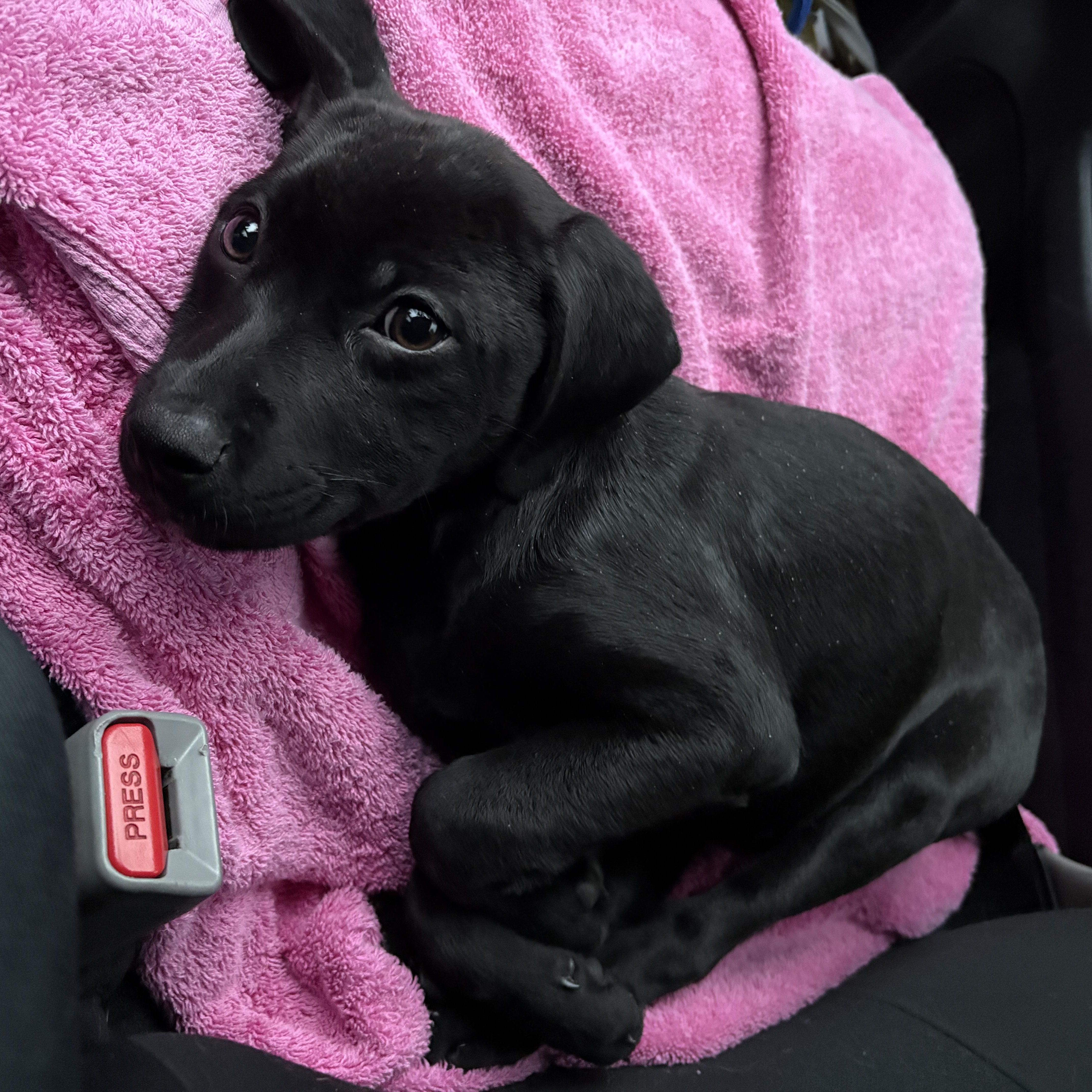 Tiabeanie thumbnail 5