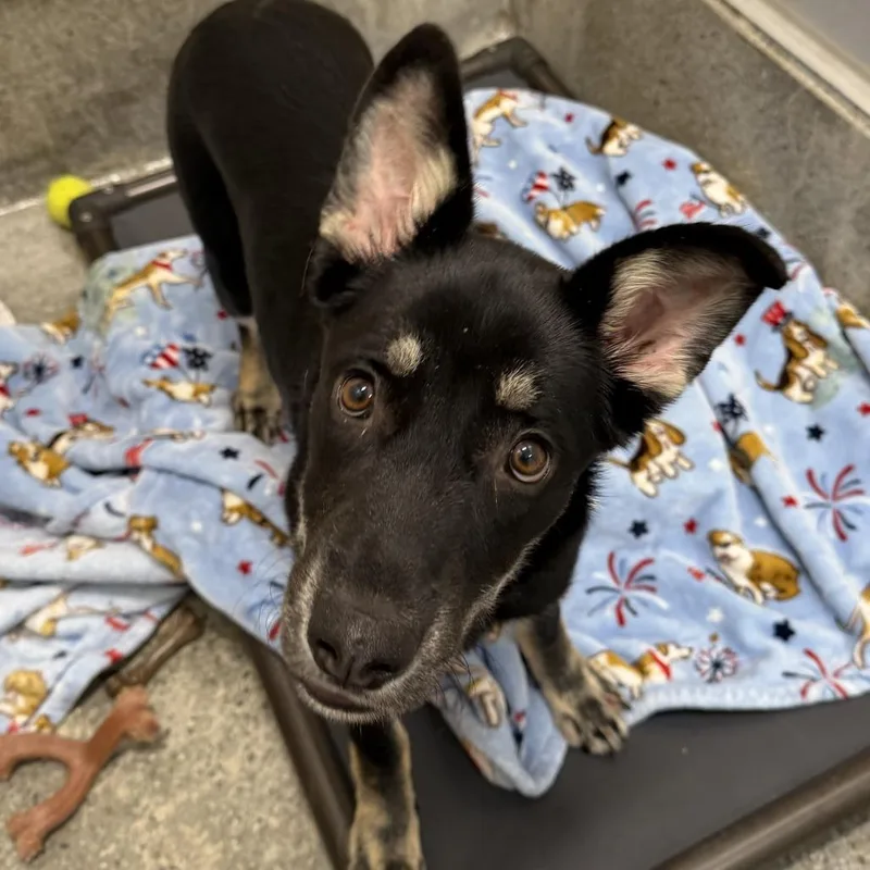 A young medium-sized female Shepherd dog named Ibiza for adoption in Los Angeles, CA