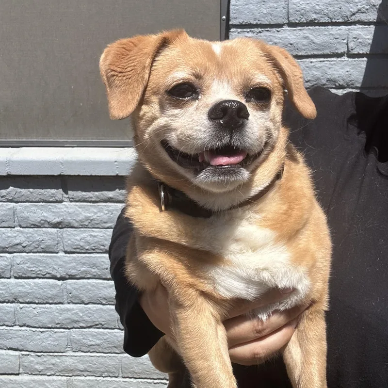 An adult small-sized male Pug dog named Danny Devito for adoption in Phoenix, AZ