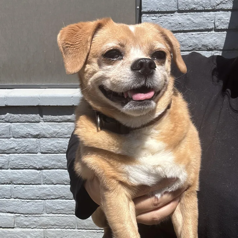 Danny Devito thumbnail 6
