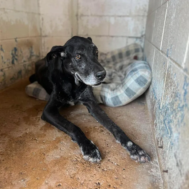 An adult large-sized male Black Great Dane dog named Achilles for adoption in Edinburg, TX